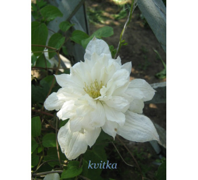  Клематис Люсі Лемуан (Clematis Lucie Lemoine)